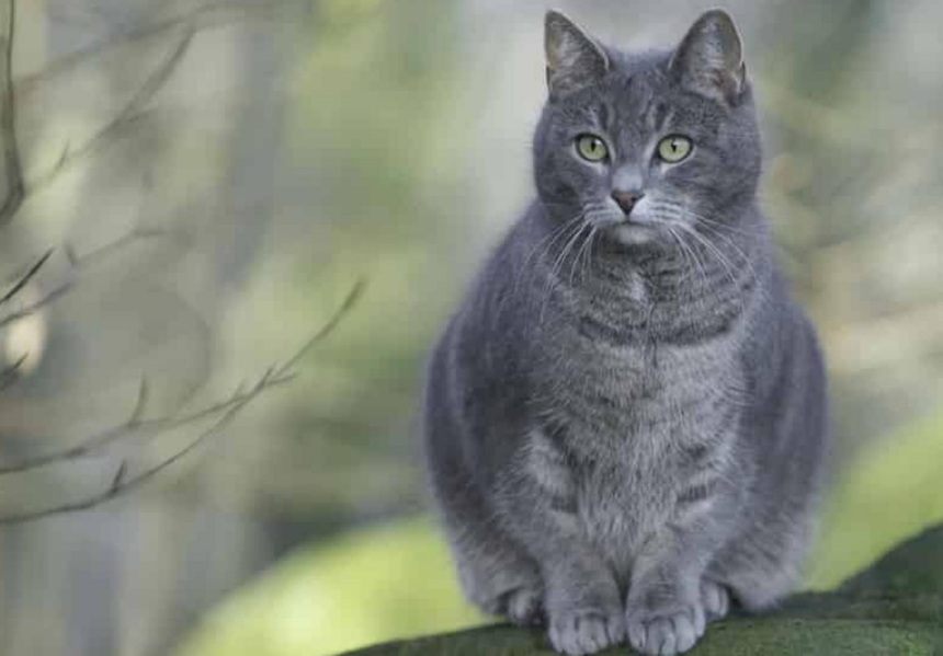 Бременността при котките