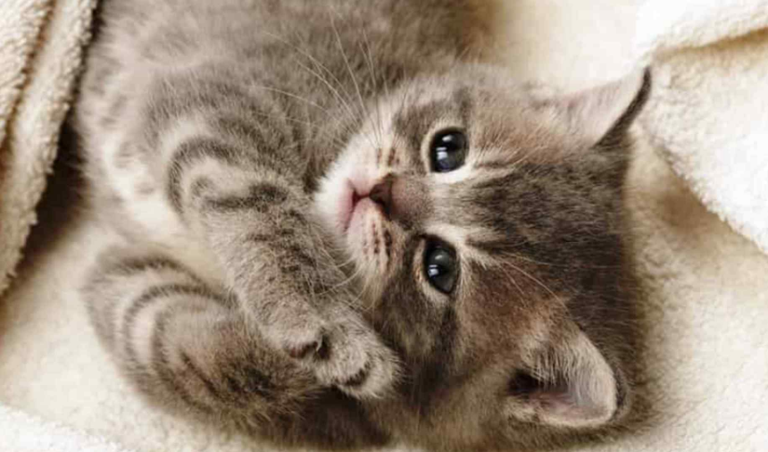 Как да давате на котките хапчета (подробно ръководство)