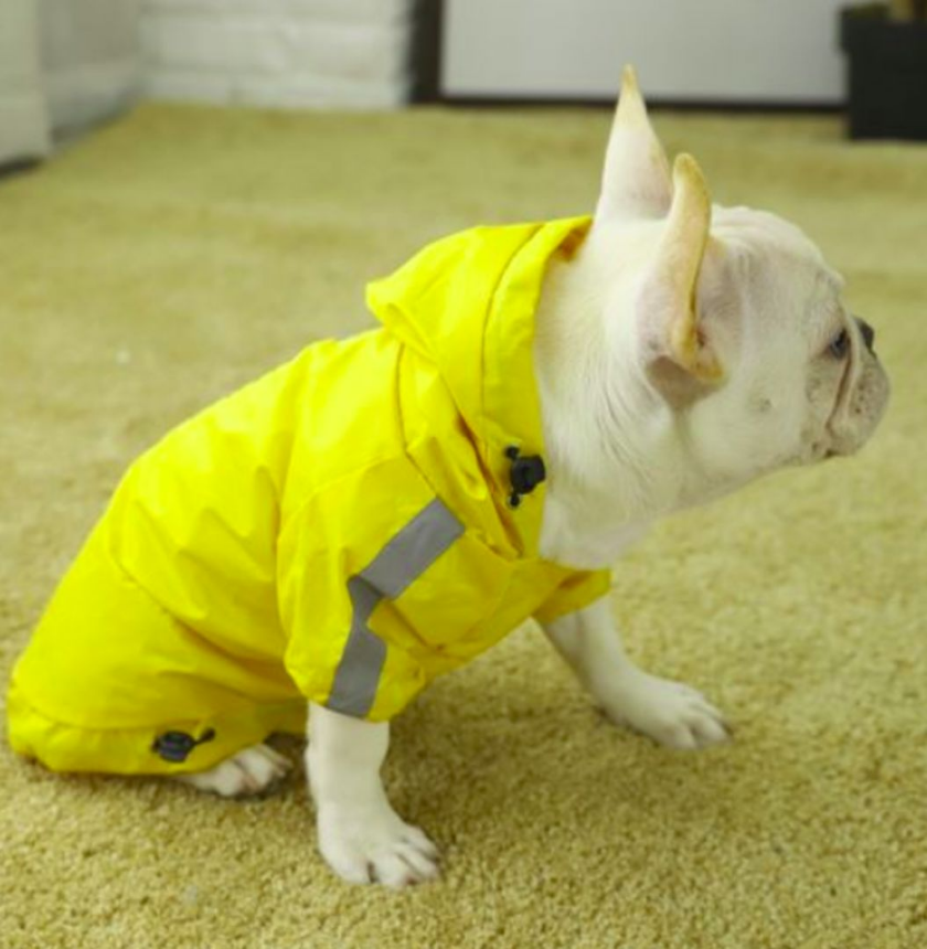 Как да научим кучето да носи дрехи?