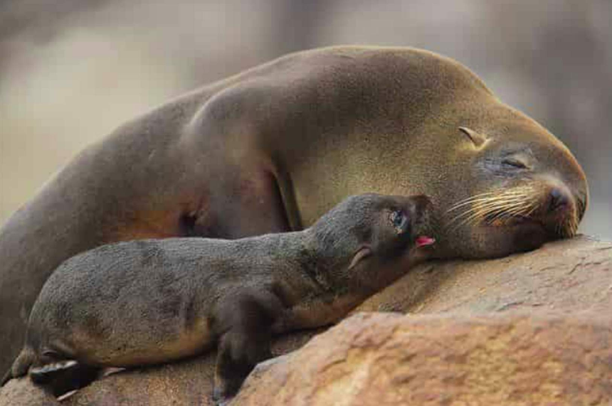 Южноафриканската морска мечка от семейството на ушатите тюлени