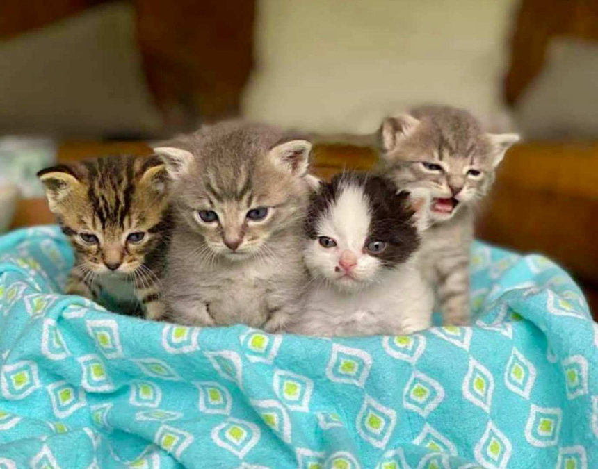 Малките котенца