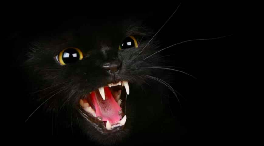 Защо котките вият през нощта?