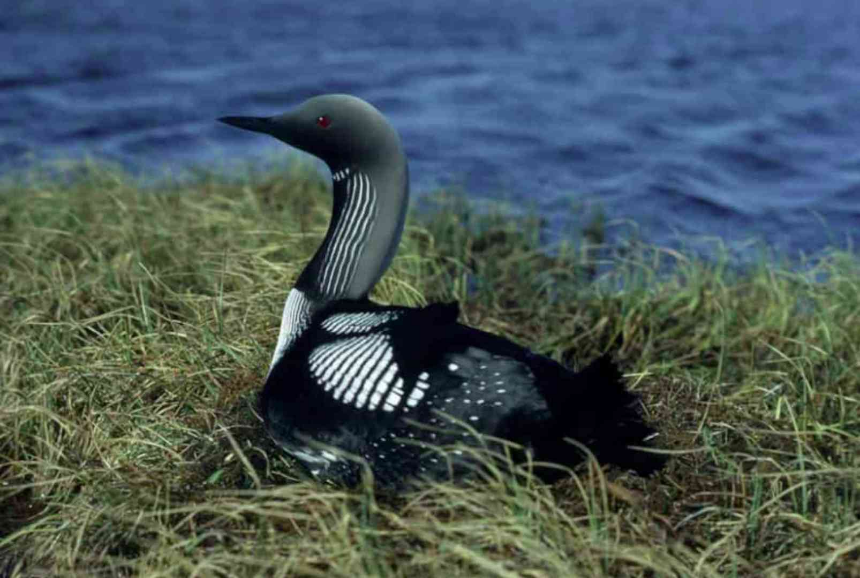 Гмуркачите - виртуозите в гмуркането