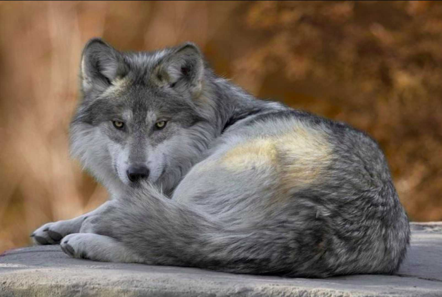 Тайни от живота на вълка