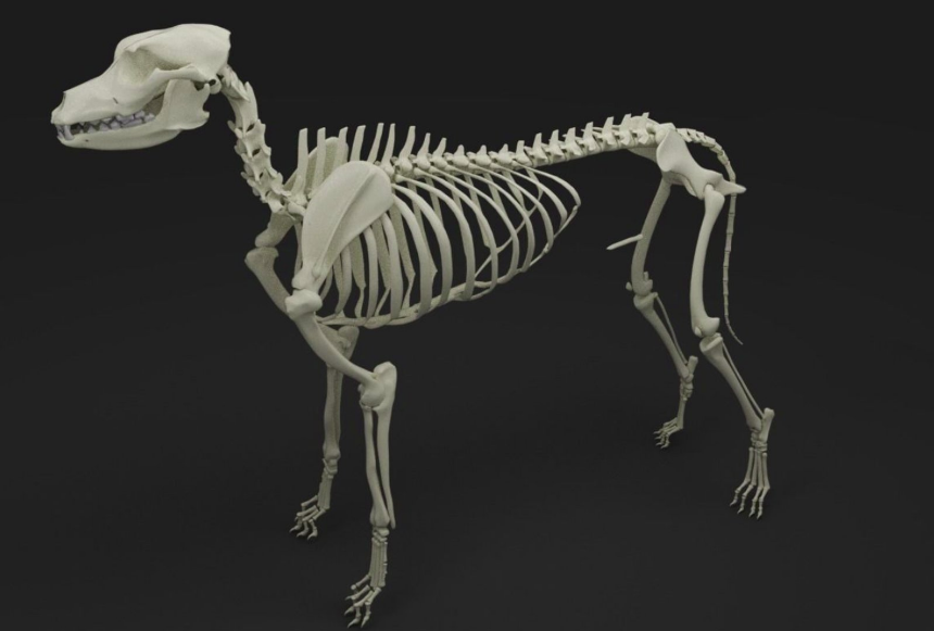 Патология на опорно-двигателния апарат при кучетата