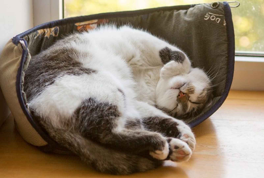 Защо котките спят много?