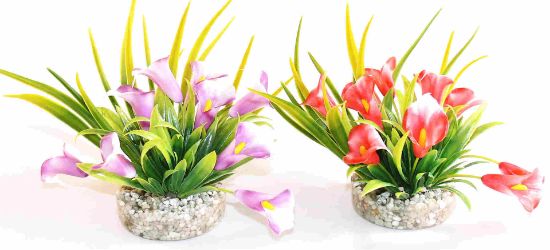 Sydeco Gala Lily -Растение за аквариум 9 см.