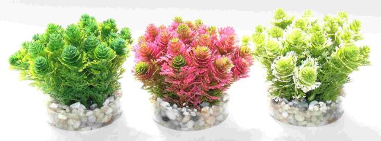 Sydeco  Nano Grass Bush-Растение за аквариум 8 см.