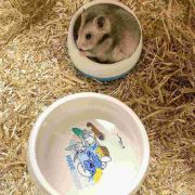 Duvo Plus Smurfs Harmony - Глинена купа за зайци и гризачи, 800 мл. 3