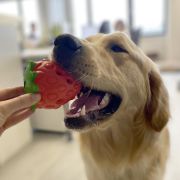 Duvo Plus - Гумена играчка с диспенсър за лакомства за кучета във форма на ягода, 8,3Х8,3Х9,8 см. 4