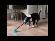 Duvo Plus Tug'n chew - Забавна играчка за дърпане с вакуум, здрава вендуза с памучно въже, 40 х 10 х 10 см. 3