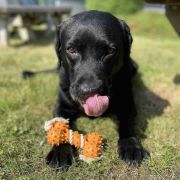 Duvo Plus Eko - Играчка за кучета за дъвчене и дърпане от естествена гума, бамбукови и оризови фибри, 27x8,5x5 см. 3