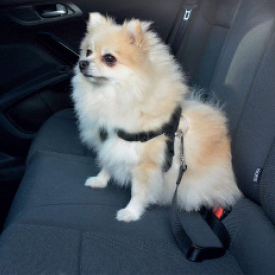 Duvo Plus Dog Safety Belt Harness - Нагръдник, безопасен колан за автомобили , за кучета с обиколка от 70 см до 90 см. черен