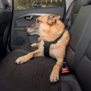 Duvo Plus Dog Safety Belt Harness - Нагръдник, безопасен колан за автомобили , за кучета с обиколка от 50 см до 75 см. черен 3