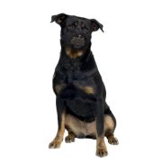 Duvo Plus Safety Dog Shirt Muzzle - Регулируем намордник за кучета с по-къса муцуна 51-71 см. 3