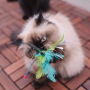 Duvo Plus Playing Rod With Feathers - Котешка играчка - въдица с перо 62x3x1,5 см. 2