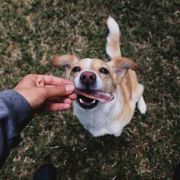 Duvo Plus Serrano Smoked Mini Pork Bone - Кучешко лакомство - натурални свински мини кокалчета 2