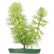 Flamingo Aquariumpflanze Merken - Декоративно цвете за авариуми, 20 см. 2