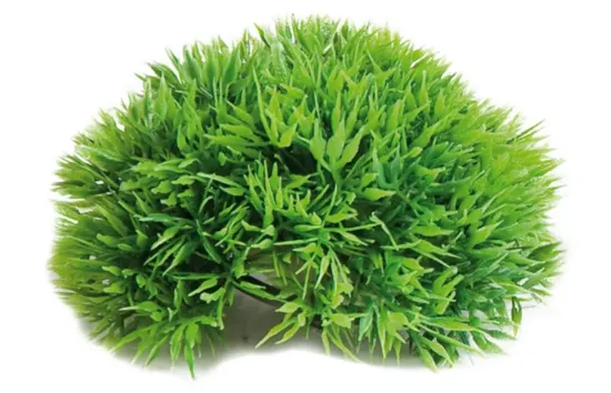 Flamingo Mossball - Декоративно растение за аквариуми , 5 см.