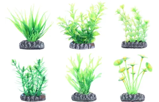 Flamingo Fiji - Декоративно растение за аквариуми,18 см.