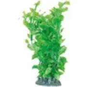 Flamingo Fiji - Декоративно растение за аквариуми,9 см. 4
