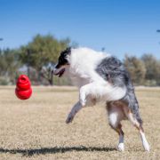 Kong Bounzer Dog Toy L - Кучешка играчка за дъвчене от здрав каучук 20 см. 3