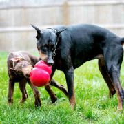 Kong Bounzer Dog Toy L - Кучешка играчка за дъвчене от здрав каучук 20 см. 4