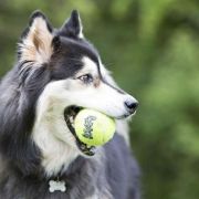 Kong Squeaker Tennis Ball with Rope Medium - Тенис топка с въже за дърпане и дъвчене(50 см.) за кучета с пискюл 6 см. 4