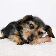 Kong ChewStix Medium - Кучешка играчка за дъвчене с аромат на бекон 4