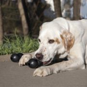 Kong Goodie Bone Large - Кучешка играчка - кокал за дъвчене с място за слагане на лакомства ,черен 4