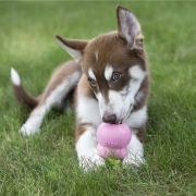 Kong Easy Treat Puppy - Лакомство за подрастващи кучета под формата на паста, за пълнене на играчки с пилешко месо 226 гр 3