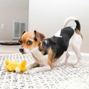 Kong dog toy Duck Small - Забавна кучешка играчка - плюшено пате 3