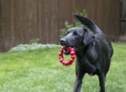 Kong Dog Ring S/M - Кучешка играчка за дъвчене - гумен пръстен 8.5 см. червен 3