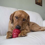 KONG Snacks Bacon &amp; Cheese Large - Лакомство за кучета, за поставяне в играчките на Kong или за самостоятелно даване като награда, 312 гр 3