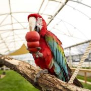 Kong Small Animal - Гумена играчка за гризачи 2