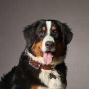 My Family Bronx Dog Tag Big Bone - Ръчно изработен медальон кокал - адресник за кучета 2.5 см. / 3.8 см. - сребърен 4