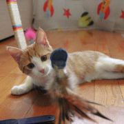 Ferplast Raptor - Котешка елетронна играчка - въртяща се подвижна висулка, Ø 48 x 34,5 см. 4