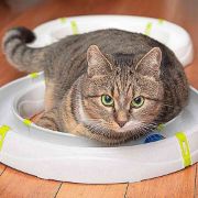Ferplast Typhon - Забавна котешка играчка- писта с топче, 85 / 40 / 10 см. 4