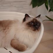 Ferplast Siesta Deluxe 4 white - пластмасово легло за котки и кучета 54 x 35 см 4