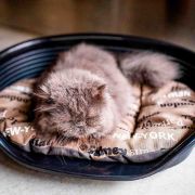 Ferplast Siesta Deluxe 4 black - пластмасово легло за котки и кучета черен цвят 49 Х 36Х 17,5 см с включен дюшек 4