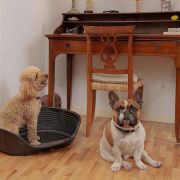 Ferplast Siesta Deluxe 6 black - пластмасово легло за котки и кучета черен цвят 70,5 Х 52 Х 23,5 см с включен дюшек 3