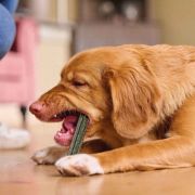 Beaphar Dental Sticks Small -Лакомство за кучета, дентални пръчки за свеж дъх и чисти зъби със спирулина и зелен чай 2