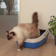 Ferplast Birba - Открита котешка тоалетна със специална система за почистване чрез сито, 55,5 / 45,5 / 22 см. 4