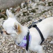 Ferplast Flippy One Cord MINI - Автоматичен повод за кучета, 3 метра въже за кучета до 8 кг. - син 6