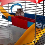 Ferplast - CAGE CIRCUS FUN - Оборудвана клетка за хамстери и други гризчи - размер 49.5 х 34 х 42,5 см 6