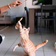 Ferplast Cat - Котешка играчка във форма на въдица, 40 см. 2