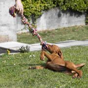Ferplast Dog toy - Кучешка играчка за дъвчене и дърпане от памук - въже с четери възела, Ø 2,5 x 52 см. 2