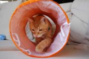 Duvo Plus Play Tunnel - Котешки тунел за игра 50x25x25 см. оранжев 2