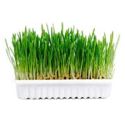 Duvo Cat grass kit - Комплект за отглеждане на здрава котешка трева, 70 гр. 1