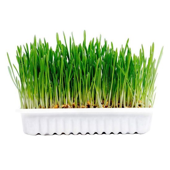 Duvo Cat grass kit - Комплект за отглеждане на здрава котешка трева, 70 гр.